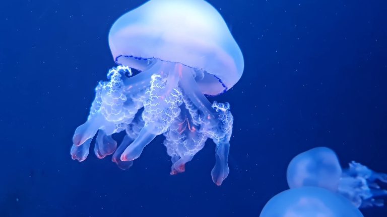 蓝色水母在深海中优雅游动视频封面