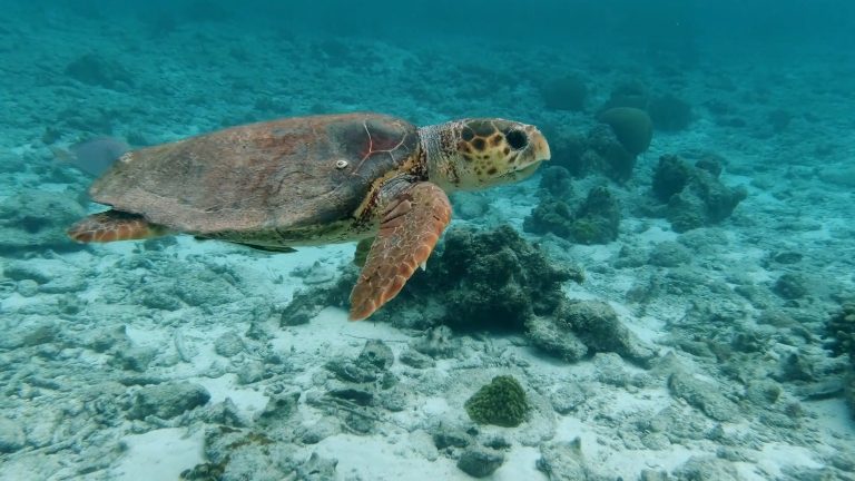 海底世界海龟游动画面视频封面